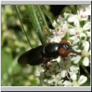 Chrysogaster solstitialis - Gemeine Smaragdschwebfliege w01.jpg